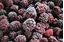 Picture of Frozen, Boysenberry 1Kg (10)