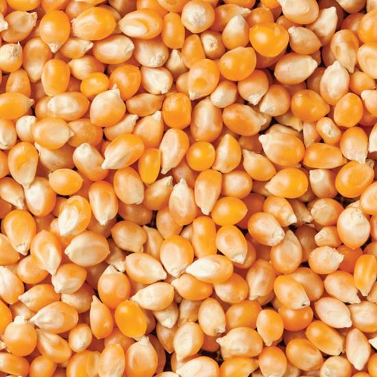 Picture of Popping Corn 1kg