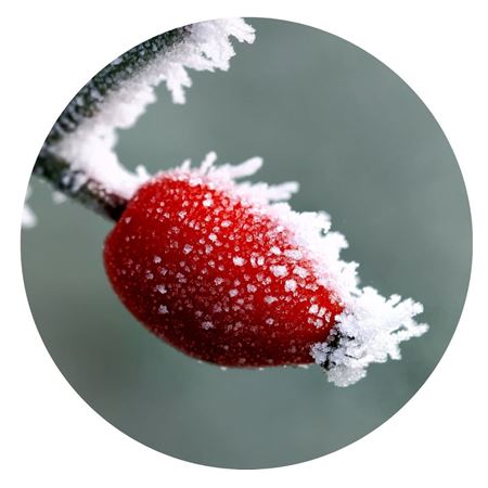 Picture for category Frozen